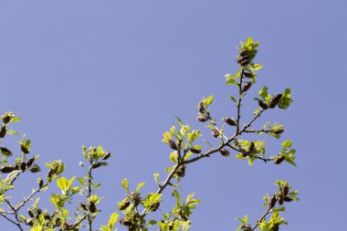 Böcekler bitkilerin yaprakları yiyebilir.