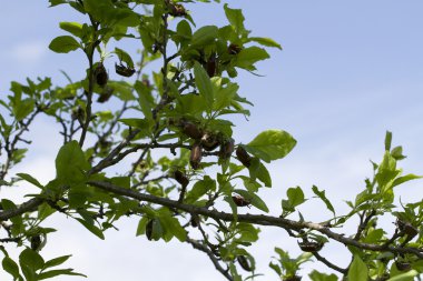 Böcekler bitkilerin yaprakları yiyebilir.