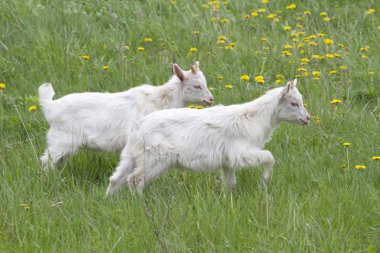 Çayır on oynayan iki çocuk keçi.
