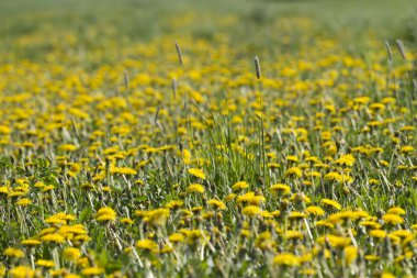 sarı karahindiba çiçeklerinin arka planı.