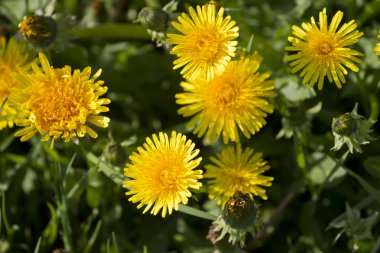 sarı karahindiba çiçeklerinin arka planı.