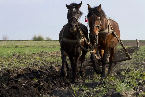 Horses plowing the land the old traditions. — Stock Photo, Image