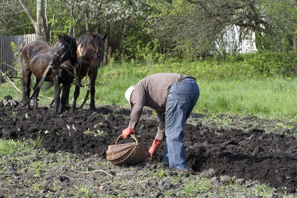 A man planted in the plowed ground potatoes. — Stock Photo, Image