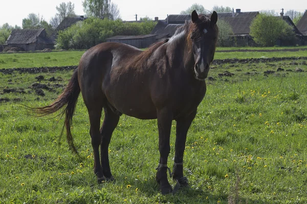 Braunes Pferd auf einer Frühlingswiese. — Stockfoto