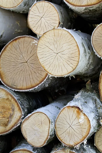 Old birch logs closeup. — Stock Photo, Image