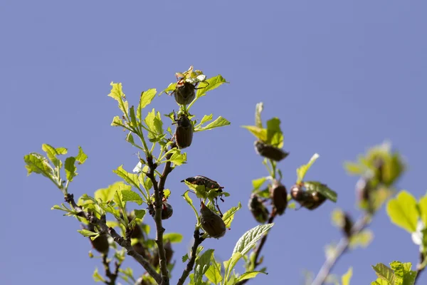 Que los escarabajos coman las hojas de las plantas . — Foto de Stock