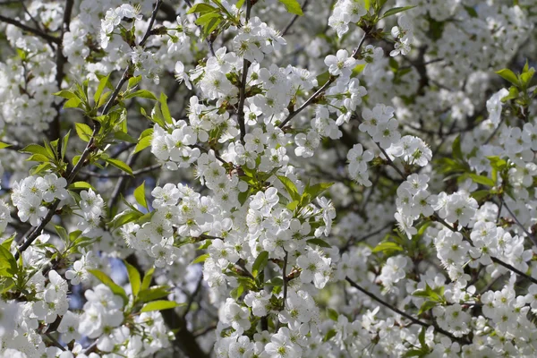Hintergrund der weißen Blumen Kirsche. — Stockfoto
