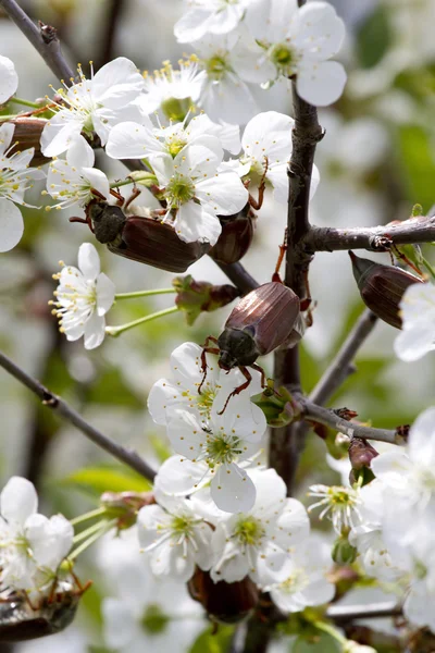 Maikäfer fressen Blätter von Pflanzen. — Stockfoto