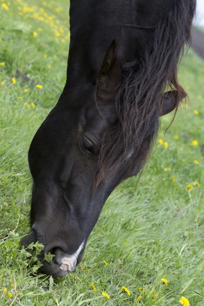 Braunes Pferd weidet in Großaufnahme auf einer Weide. — Stockfoto