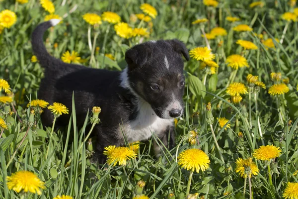 Porträtt av en söt liten valp. — Stockfoto