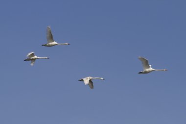 Four swans in flight. clipart