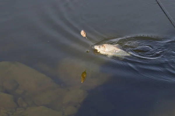 Lotta contro una carpa comune (Liguinus carpio) su una lenza da pesca . — Foto Stock