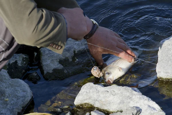 Carpa in mano del pescatore contro il fiume . — Foto Stock