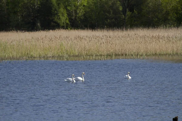 Лебеди на озере в дикой природе . — стоковое фото