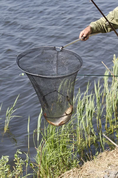 Pesca per carpa . — Foto Stock