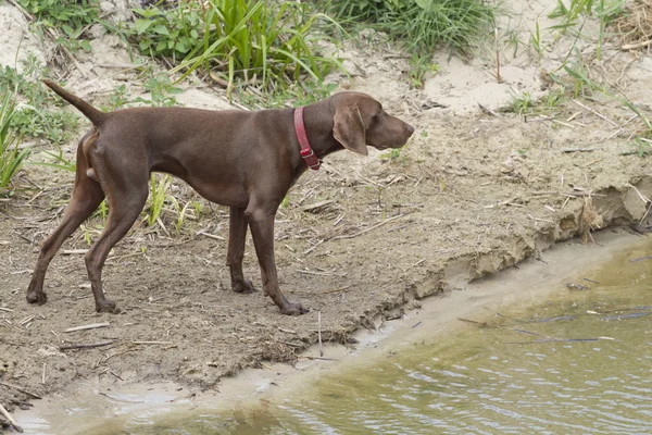 A careful look into the distance. German Shorthaired Pointer. — Stock Photo, Image