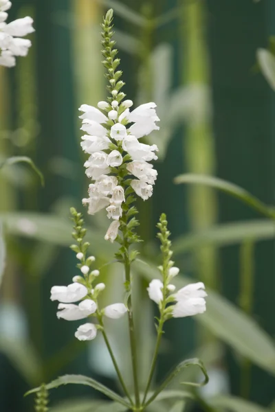 Physostegia virginiana. Beyaz kır çiçekleri Şubesi. — Stok fotoğraf