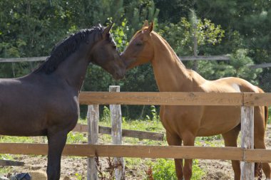 Iki at arasında liderlik mücadelesi.