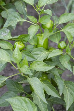 Genç bahçede bir Bush biber.