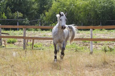 Beyaz at elma bir yürüyüş içinde.