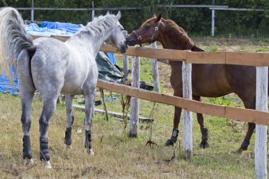 Iki at arasındaki hassas ilişkileri.
