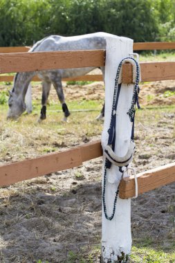Dizgin çit asılı ve atını için bekliyor.