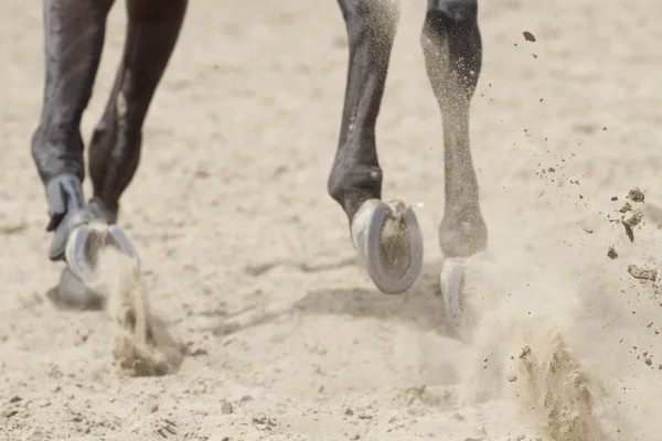 Létající písku pod kopyty koní. — Stock fotografie