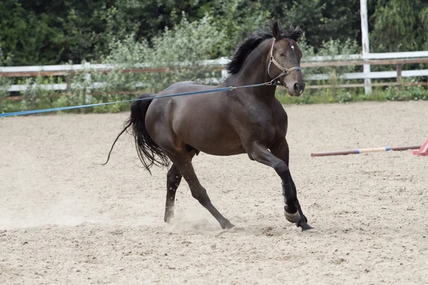 Uruchomiony w ptaszarnia mustang. — Zdjęcie stockowe