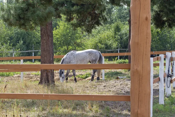 White horse gains strength before the competition. — Stock Photo, Image