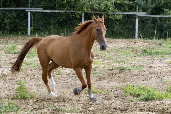 Laufpferd auf der Koppel. — Stockfoto