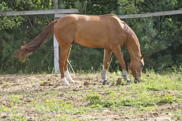 Horse in the aviary. — Stock Photo, Image