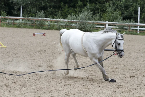 Cavallo bianco in domare . — Foto Stock