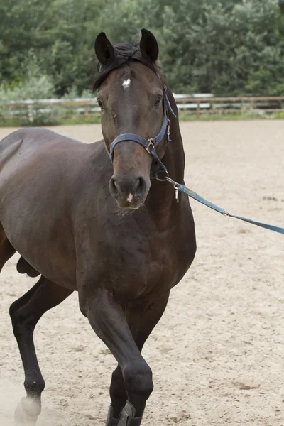 Die wordt uitgevoerd in de volière mustang. — Stockfoto