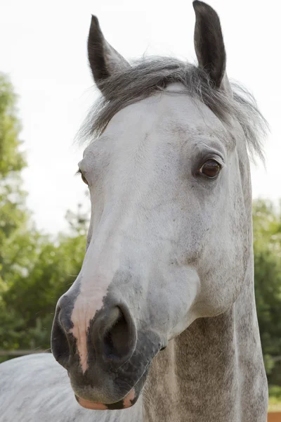 Fearful glance horse. Royalty Free Stock Photos
