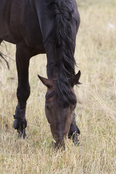 Mustang jest wypas na zagroda zbliżenie. — Zdjęcie stockowe