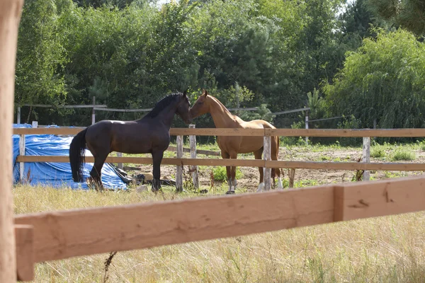 Two horse during the clarify the relationship. — Stock Photo, Image