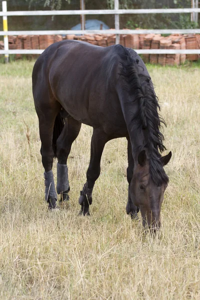 Mustang jest wypas w padoku w gospodarstwie. — Zdjęcie stockowe