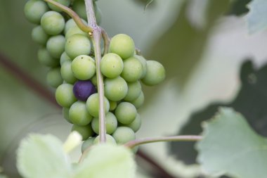 Acaba hangilerinde çıkış. Olgunlaşmamış üzüm demet.
