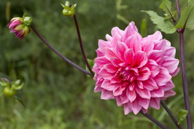 Zarif pembe dahlia.
