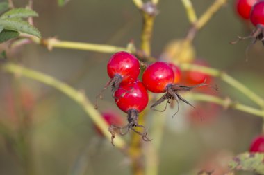 Kırmızı gül kalça.