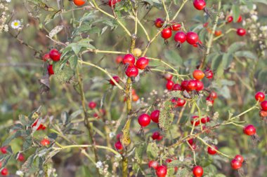 Kırmızı gül kalça.