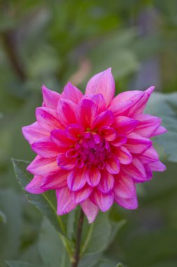 Genç Yıldız Çiçeği çiçek.