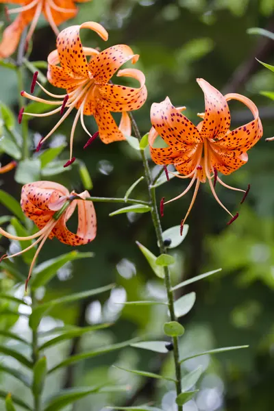 Tiger Lily flores em um jardim . — Fotografia de Stock