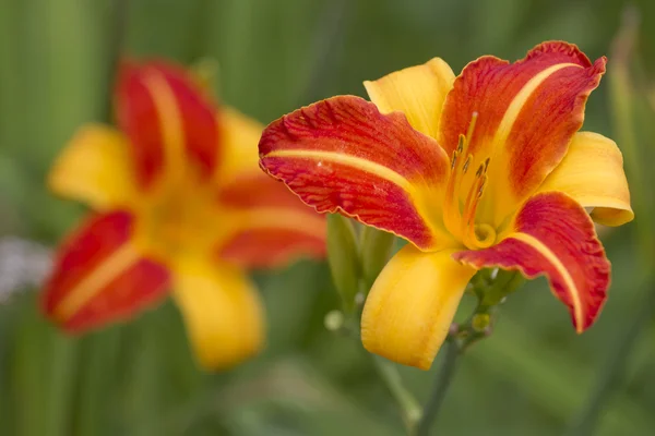 Heldere tweekleurige bloemen lelies. — Stockfoto