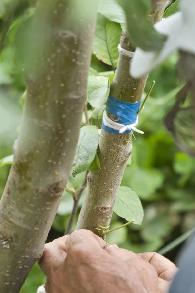 Giardiniere infonde una nuova varietà di melo per adulti . — Foto Stock