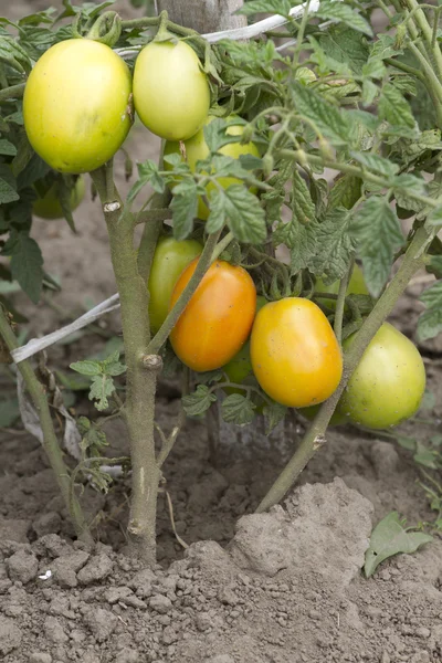 Tomaterna mognar på plantagen. — Stockfoto