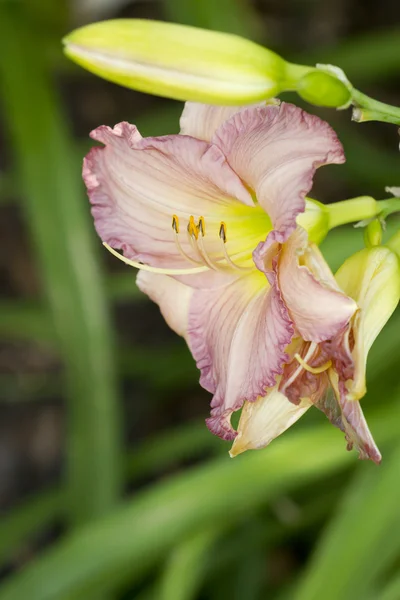 Delicate pink lily flower. — Stock Photo, Image