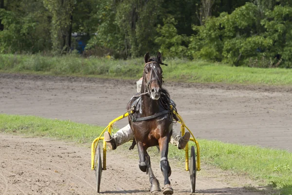 Courir un cheval et un chariot sur la piste . — Photo