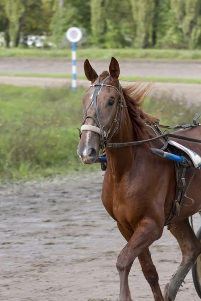 Portret van een paard tijdens een wedstrijd. — Stockfoto