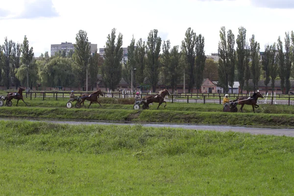 Courir un cheval et un chariot sur la piste . — Photo